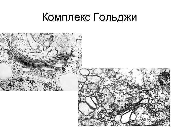 Комплекс Гольджи 