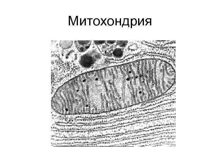 Митохондрия 