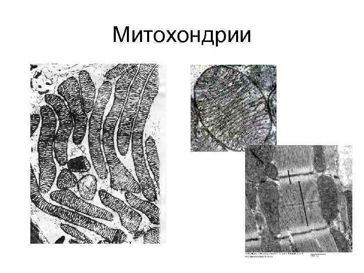 Митохондрии 