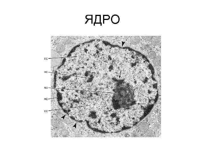 ЯДРО 