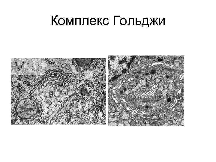 Комплекс Гольджи 