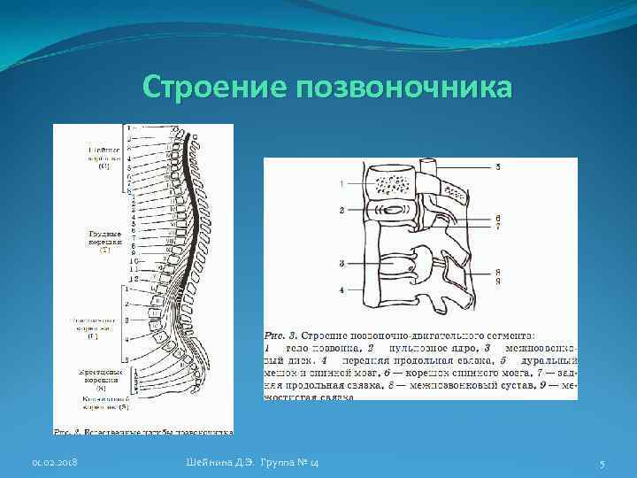 Строение позвоночных. Строение позвоночника у детей. Детский позвоночник строение. Анатомия позвонка у детей. Особенности строенияпозвыоночникаребенка.