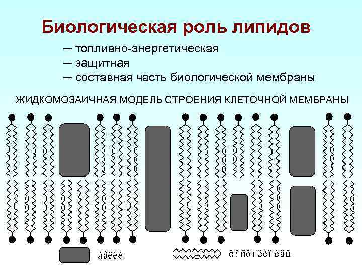 Биологическая роль липидов ─ топливно-энергетическая ─ защитная ─ составная часть биологической мембраны ЖИДКОМОЗАИЧНАЯ МОДЕЛЬ