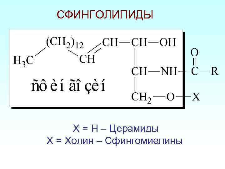 СФИНГОЛИПИДЫ X = H – Церамиды X = Холин – Сфингомиелины 