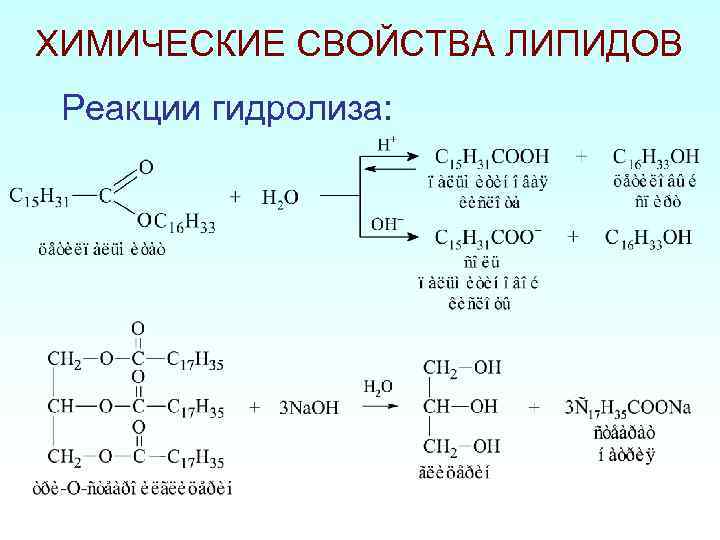 ХИМИЧЕСКИЕ СВОЙСТВА ЛИПИДОВ Реакции гидролиза: 