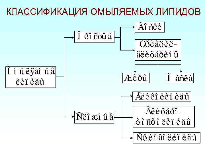 КЛАССИФИКАЦИЯ ОМЫЛЯЕМЫХ ЛИПИДОВ 