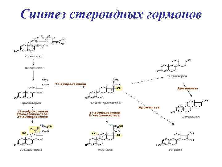 Схема синтеза стероидных гормонов биохимия.