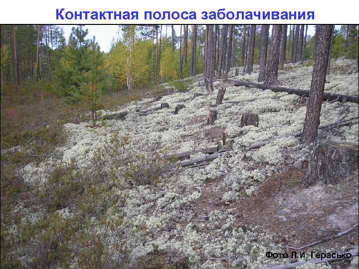 Контактная полоса заболачивания Фото Л. И. Герасько 