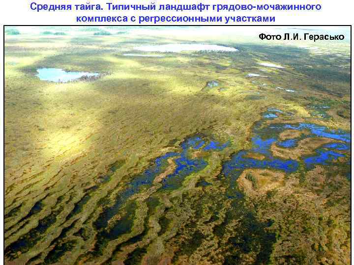 Средняя тайга. Типичный ландшафт грядово-мочажинного комплекса с регрессионными участками Фото Л. И. Герасько 
