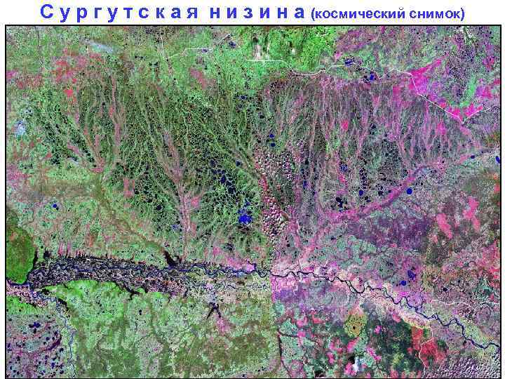 С у р г у т с к а я н и з и