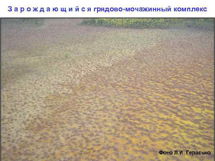 З а р о ж д а ю щ и й с я грядово-мочажинный