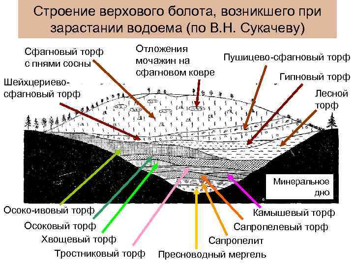 Строение верхового болота, возникшего при зарастании водоема (по В. Н. Сукачеву) Сфагновый торф с