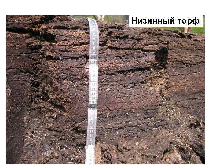 Низинный торф 