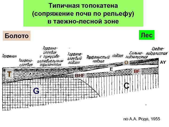 Типичная топокатена (сопряжение почв по рельефу) в таежно-лесной зоне Лес Болото AY O E