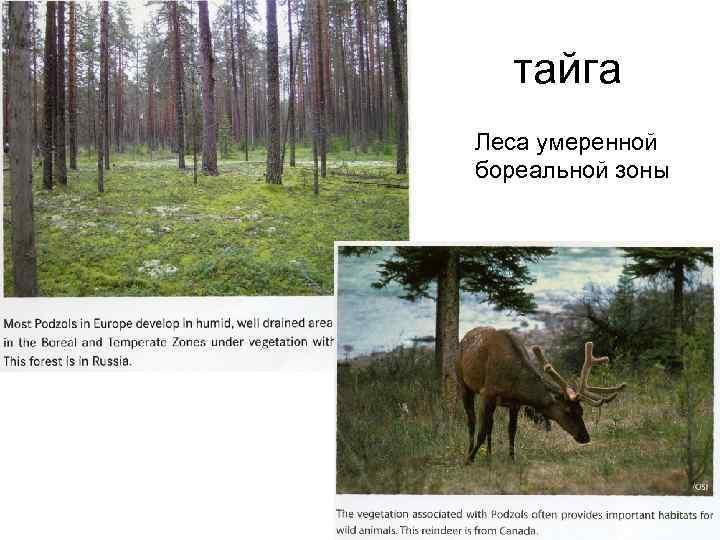 тайга Леса умеренной бореальной зоны 