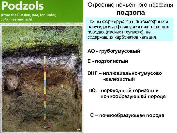 Строение почвенного профиля подзола Почвы формируются в автоморфных и полугидроморфных условиях на легких породах