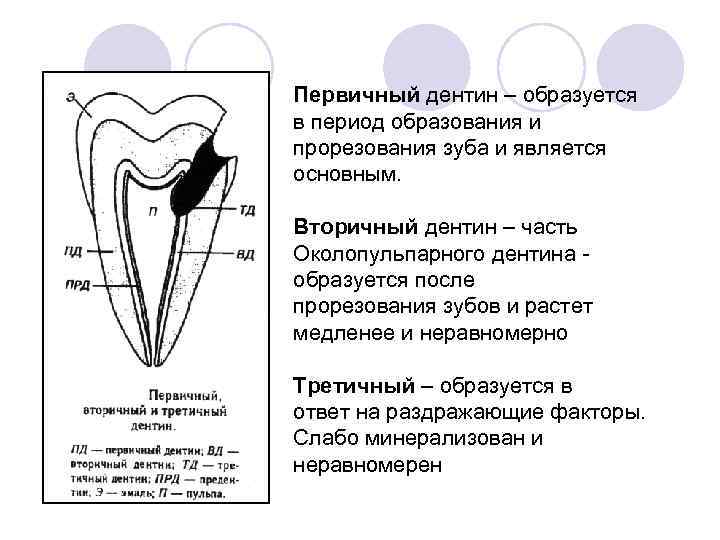 Первичный дентин – образуется в период образования и прорезования зуба и является основным. Вторичный