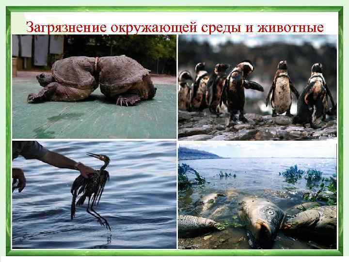 Загрязнение окружающей среды и животные 