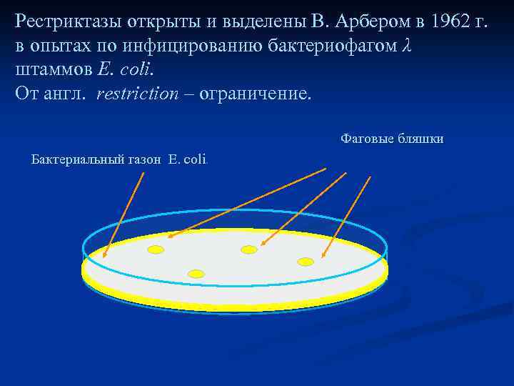 Рестриктазы открыты и выделены В. Арбером в 1962 г. в опытах по инфицированию бактериофагом