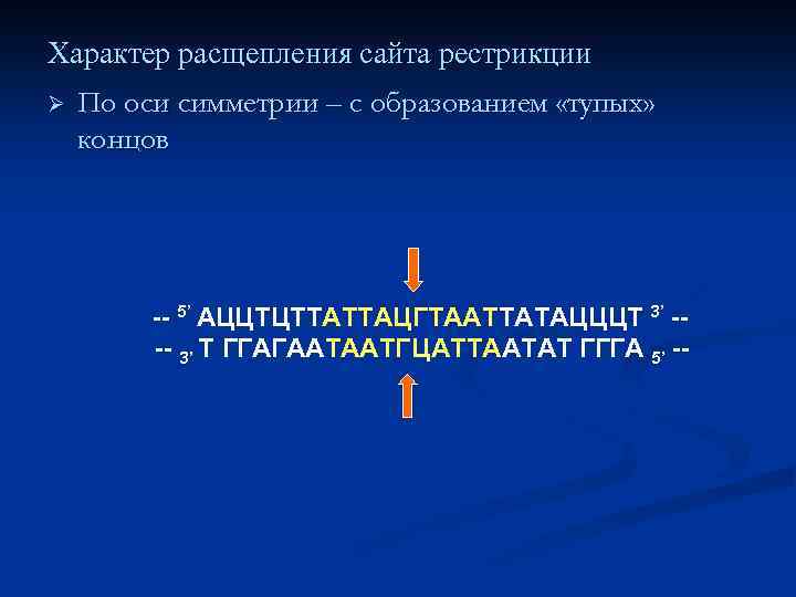 Характер расщепления сайта рестрикции Ø По оси симметрии – с образованием «тупых» концов --