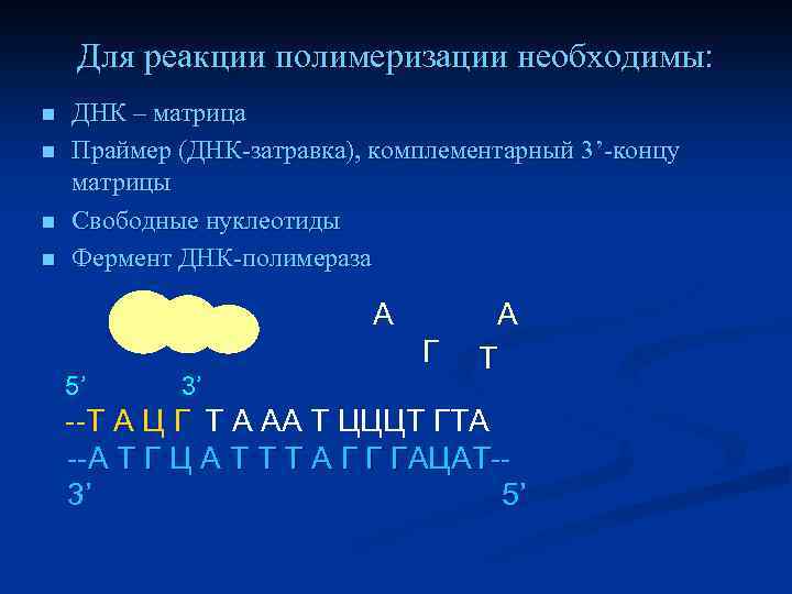 Для реакции полимеризации необходимы: n n ДНК – матрица Праймер (ДНК-затравка), комплементарный 3’-концу матрицы