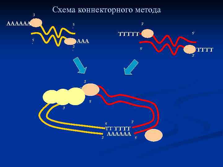 АААААА 3 ′ Схема коннекторного метода 3′ 5 ′ 3 ′ ТТТТТ 5′ ААА