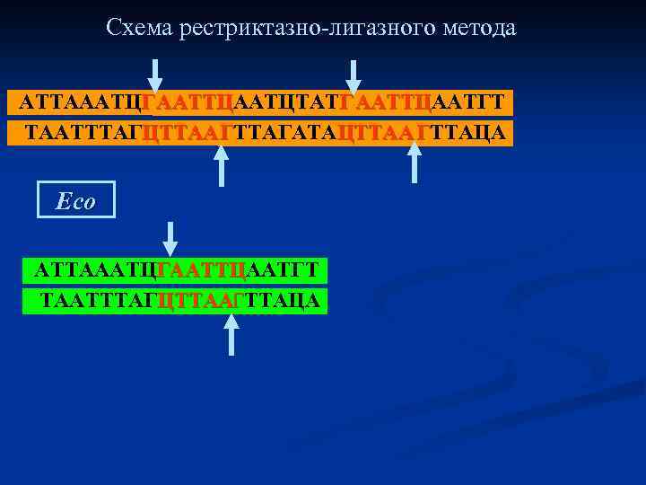 Схема рестриктазно-лигазного метода АТТАААТЦГ ААТТЦААТЦТАТГ ААТТЦААТГТ ААТТЦ ТААТТТАГЦТТАА ГТТАГАТАЦТТАА ГТТАЦА Eco АТТАААТЦГААТТЦААТГТ ААТТЦ ТААТТТАГЦТТААГТТАЦА