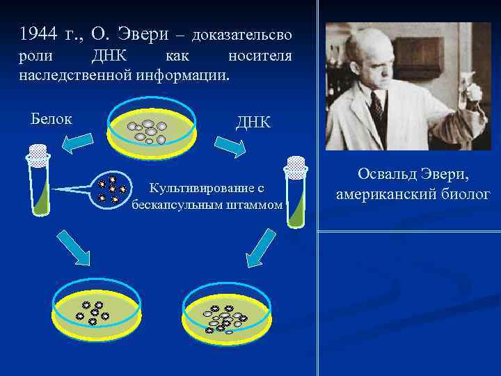 1944 г. , О. Эвери – доказательсво роли ДНК как носителя наследственной информации. Белок