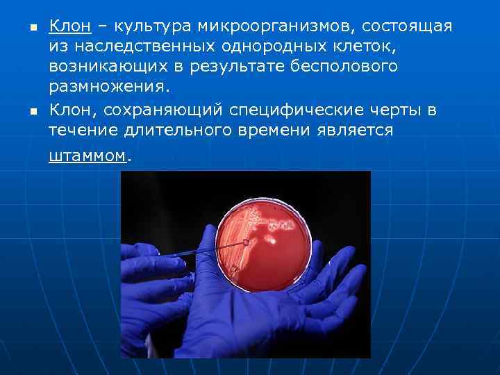 n n Клон – культура микроорганизмов, состоящая из наследственных однородных клеток, возникающих в результате