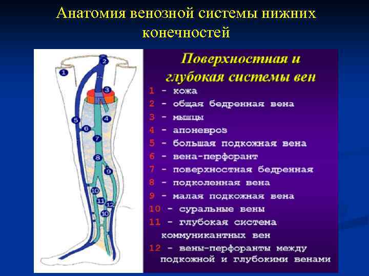 Венозная система нижних конечностей схема