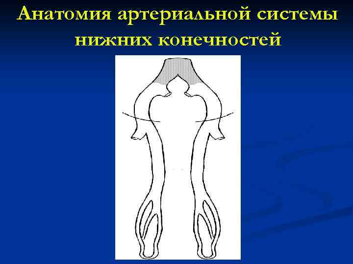 Анатомия артериальной системы нижних конечностей 