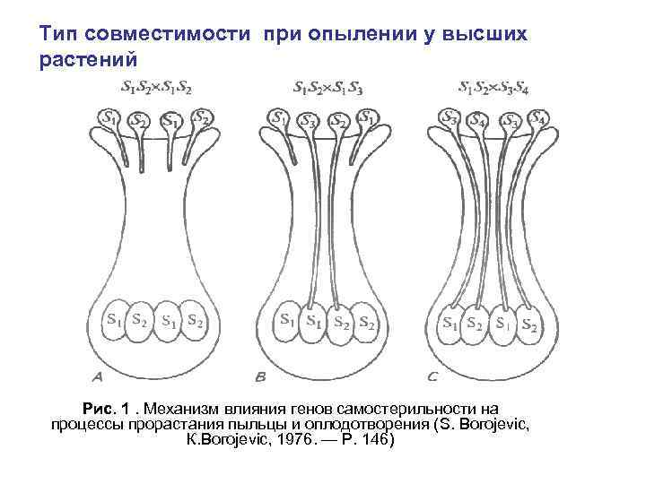 Тип совместимости при опылении у высших растений Рис. 1. Механизм влияния генов самостерильности на