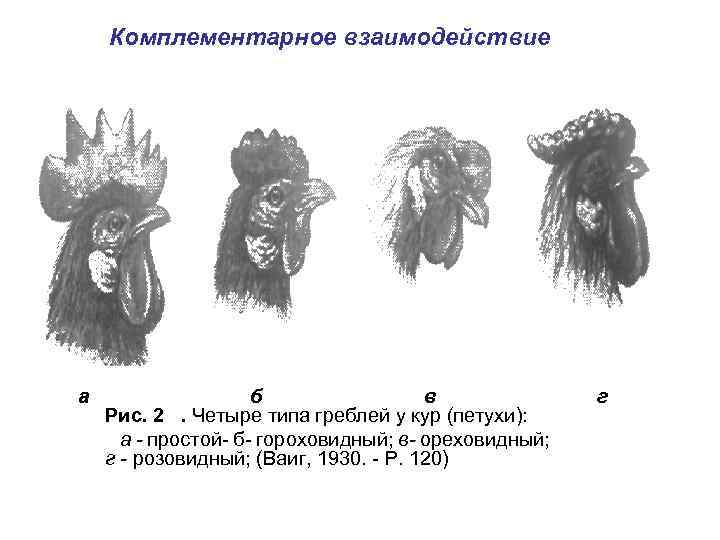 Комплементарное взаимодействие а б в Рис. 2 . Четыре типа греблей у кур (петухи):