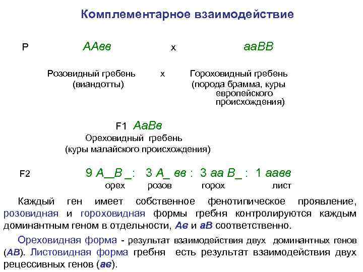 Комплементарное взаимодействие Р ААвв аа. ВВ х Розовидный гребень (виандотты) F 1 х Гороховидный