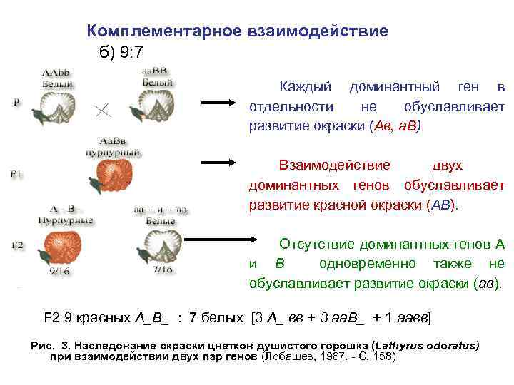 Комплементарное взаимодействие б) 9: 7 Каждый доминантный ген в отдельности не обуславливает развитие окраски