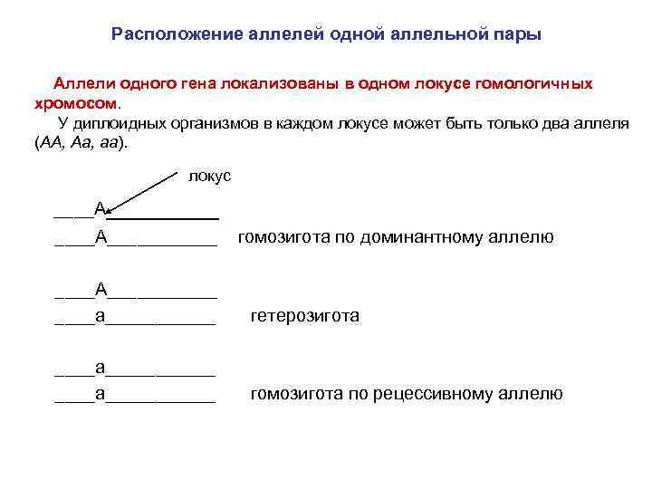 Расположение аллелей одной аллельной пары Аллели одного гена локализованы в одном локусе гомологичных хромосом.