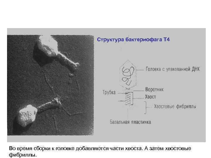 Структура бактериофага Т 4 Во время сборки к головке добавляются части хвоста. А затем