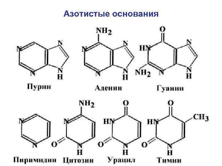 Азотистые основания 