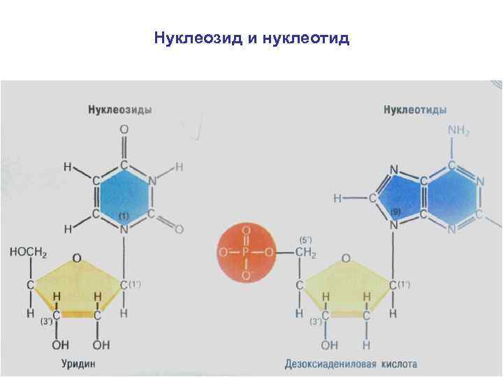 Нуклеозиды и нуклеотиды. Отличие нуклеотида от нуклеозида. Нуклеозиды ДНК. Нуклеозиды ДНК формулы. Нуклеотид от нуклеозида отличается.