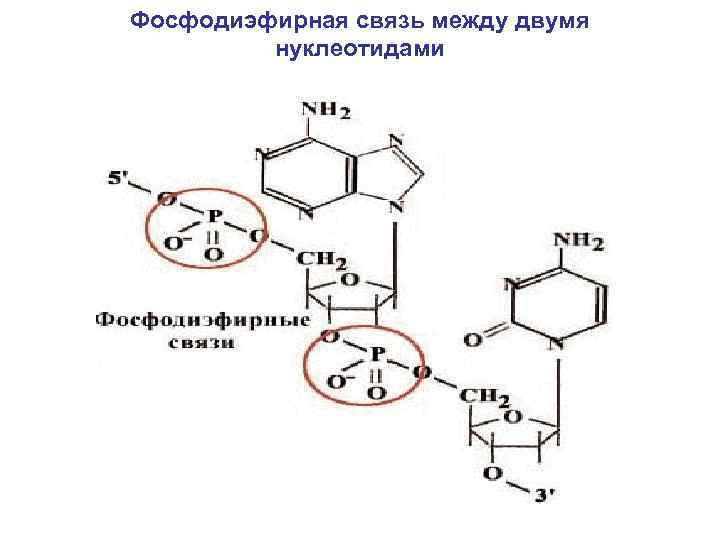 Фосфодиэфирная связь между двумя нуклеотидами 