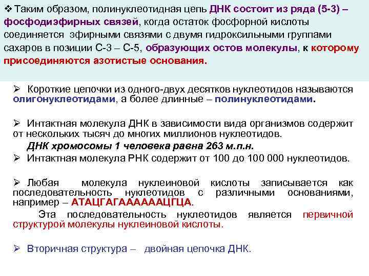 v Таким образом, полинуклеотидная цепь ДНК состоит из ряда (5 -3) – фосфодиэфирных связей,