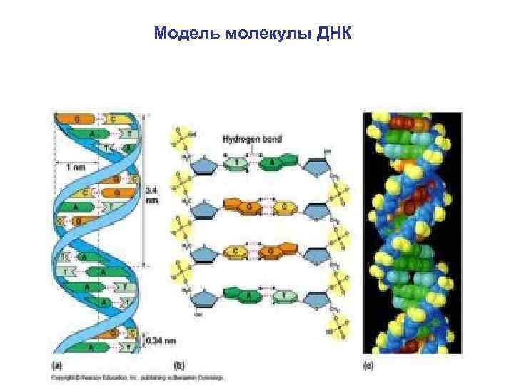 Модель молекулы ДНК 
