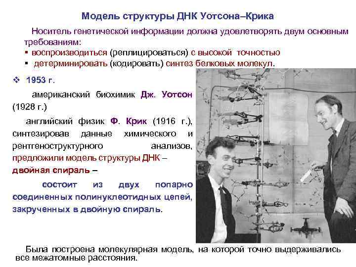 Модель структуры ДНК Уотсона–Крика Носитель генетической информации должна удовлетворять двум основным требованиям: § воспроизводиться