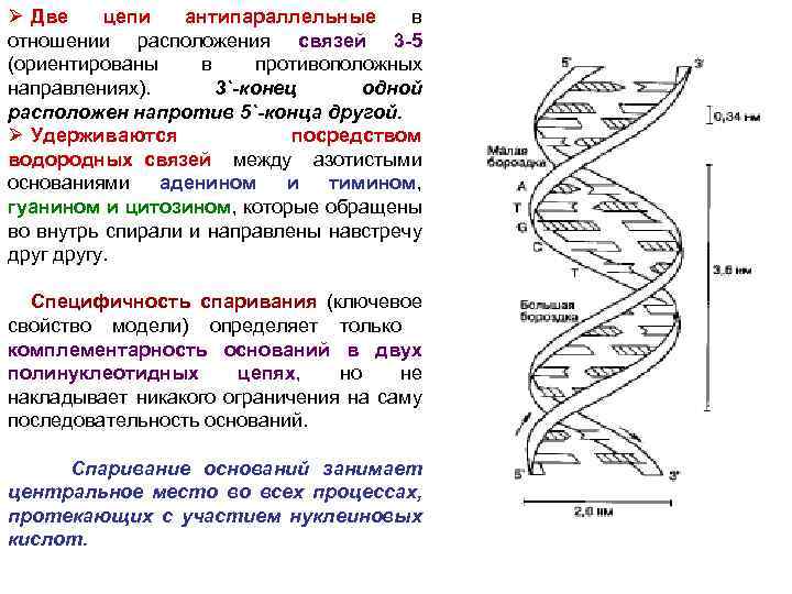 Цепи молекулы антипараллельны днк. Антипараллельные цепи. Антипараллельные цепи нуклеотидов. Спирали ДНК удерживаются друг с другом. Антипараллельные полинуклеотидные цепи..