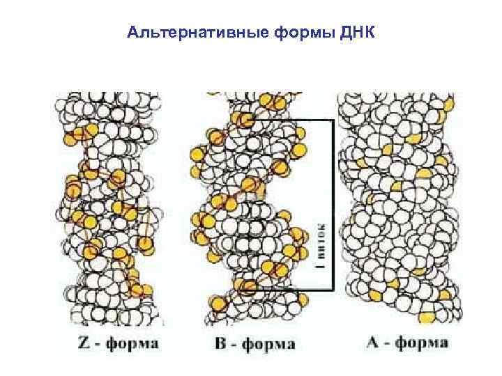 Альтернативные формы ДНК 