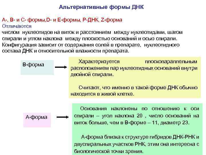 Альтернативные формы ДНК А-, В- и С- формы, D- и Е-формы, Р-ДНК, Z-форма Отличаются