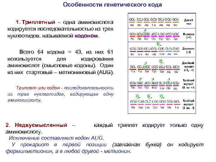 Один триплет днк кодирует одну аминокислоту