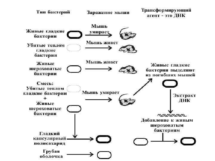 Основы генетики проект 9 класс