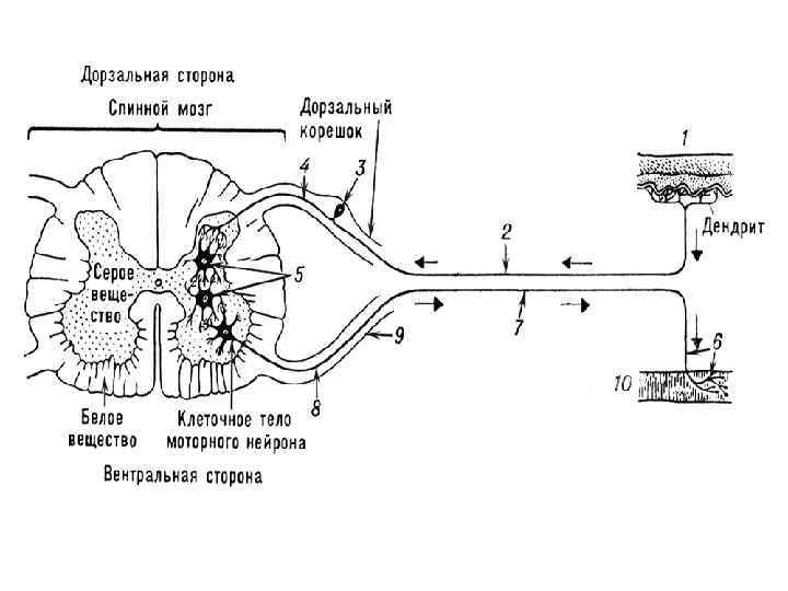 Схема демонстрирующая взаимосвязь спинного и головного мозга