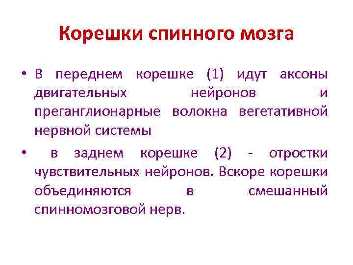 Корешок мозга. Функции задних Корешков спинного мозга. Функции передних и задних Корешков спинного мозга. Функции Корешков спинного мозга задних и передних таблица. Функции передних Корешков спинного мозга таблица.